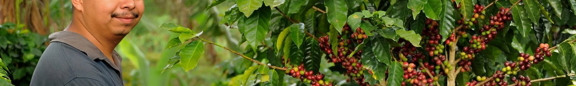 The majority of coffee is produced in tropical sloped highlands between 500 and 1800 meters above sea level.